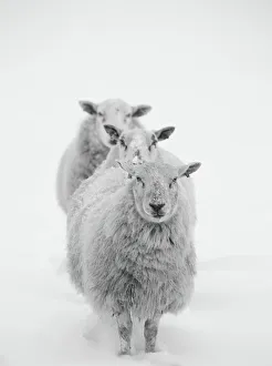 In A Row Gallery: Three Sheep in a Line in the Snow