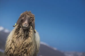 a sheep looking at camera with bluesky background