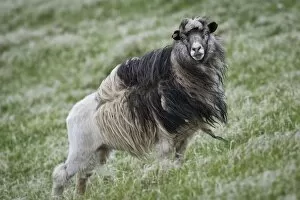 Faroe Islands Collection: Sheep, moulting, Mykines, Utoyggjar, Outer Islands, Faroe Islands, Denmark