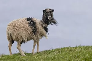 Images Dated 29th May 2013: Sheep, Mykines, Faroe Islands, Denmark