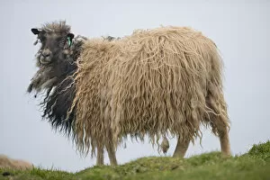 Faroe Islands Collection: Sheep, Mykines, Faroe Islands, Denmark