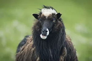 Faroe Islands Collection: Sheep, Mykines, Utoyggjar, Outer Islands, Faroe Islands, Denmark