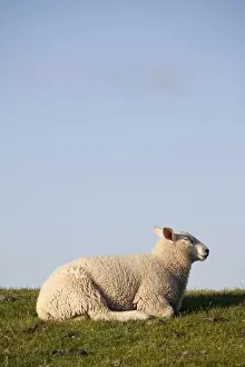 Dyke Prints: Sheep on the Nordstrand dyke of Husum