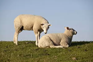 Bovid Gallery: Sheep on the Nordstrand dyke of Husum, North Friesland, Schleswig-Holstein, Germany, Europe