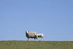 Dyke Prints: Sheep on the Nordstrand dyke of Husum