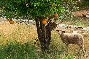 Images Dated 29th May 2014: Sheep under an orange tree, Soller, Majorca, Balearic Islands, Spain