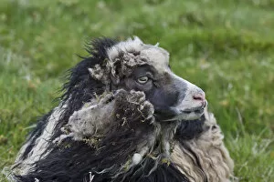 Images Dated 11th June 2013: Sheep -Ovis orientalis aries-, Faroe Islands, Denmark