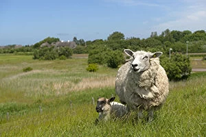 Images Dated 11th June 2014: Sheep -Ovis orientalis aries-, female with lamb standing on a dike, near Osterende, Sylt