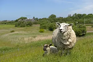 Sheep -Ovis orientalis aries-, female with lamb standing on a dike, near Osterende, Sylt, Schleswig-Holstein, Germany