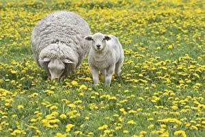 Ingestion Prints: Sheep -Ovis orientalis aries- with lamb feeding in dandelion meadow