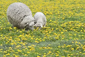 Ingestion Prints: Sheep -Ovis orientalis aries- with lamb feeding in dandelion meadow