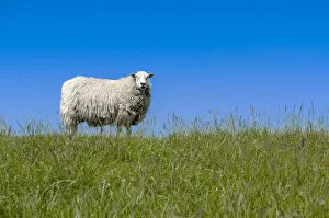 Images Dated 11th June 2014: Sheep -Ovis orientalis aries- standing on a dike, near Archsum, Sylt, Schleswig-Holstein, Germany