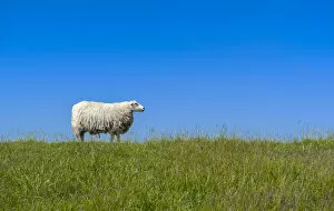 Images Dated 11th June 2014: Sheep -Ovis orientalis aries- standing on a dike, near Archsum, Sylt, Schleswig-Holstein, Germany