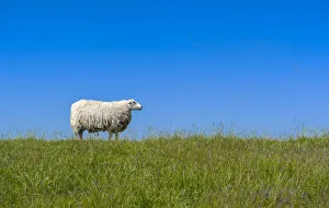 Images Dated 11th June 2014: Sheep -Ovis orientalis aries- standing on a dike, near Archsum, Sylt, Schleswig-Holstein, Germany