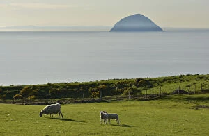 Sheep on a pasture in front of the island of Ailsa Craig, Creag Ealasaid, Elizabeths rock, in the Firth of Clyde