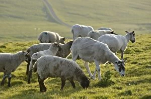 Sheep on a pasture near the Stacks of Duncansby, north coast of Scotland, John o Groats, Freswick, Dunnet, Caithness