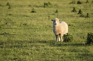 Images Dated 20th December 2011: Sheep on pasture, New Zealand