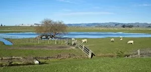 Images Dated 1st July 2013: Sheep pen in Gisborne, North Island, New Zealand