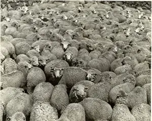 Overhead Prints: Sheep Rasising In The Peruvian Andes