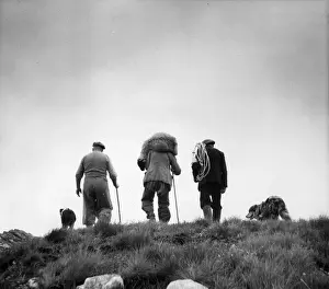 Sheep Rescue