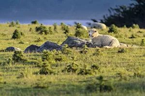 Images Dated 20th December 2011: Sheep resting on grassland, Hoopers Inlet, Otago Peninsula, South Island, New Zealand, Oceania