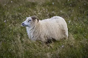 Reykjanes Prints: Sheep, Reykjanesskagi, Southern Peninsula or Reykjanes, Iceland
