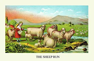 Brook Prints: The Sheep Run