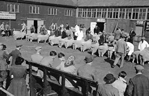 Sheep Sale