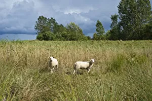 Images Dated 12th July 2012: Sheep in the salt marsh nature reserve, Hohwacht Bay, Behrensdorf, Baltic Sea, Schleswig-Holstein