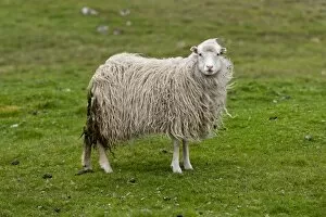 Sheep, Sandoy, Faroe Islands, Denmark