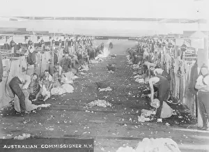 Sheep Shearing