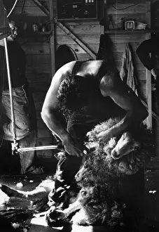 M Agr Shee Shearing Prints: Sheep Shearing