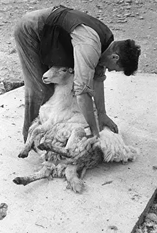 Roles And Occupati Prints: Sheep Shearing