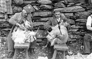 Sheep Shearing