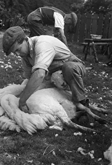 Sheep Shearing
