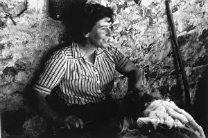 M Agr Shee Shearing Prints: Sheep Shearing