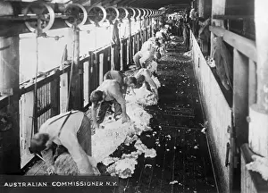 Sheep Shearing Shed