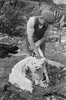 Sheep Shearing In Snowdonia