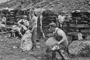 Sheep Shearing In Snowdonia