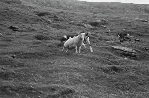 Sheep Shearing In Snowdonia