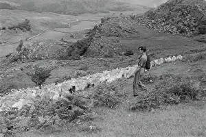 Sheep Shearing In Snowdonia