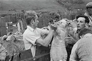 Sheep Shearing In Snowdonia