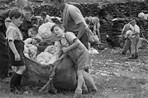 Sheep Shearing In Snowdonia