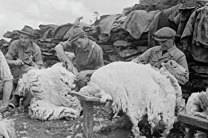 Sheep Shearing In Snowdonia