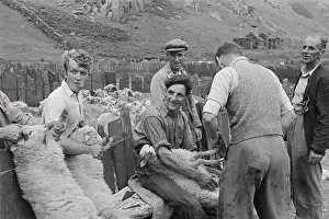Sheep Shearing In Snowdonia