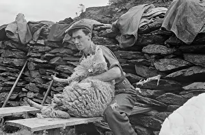 Sheep Shearing In Snowdonia