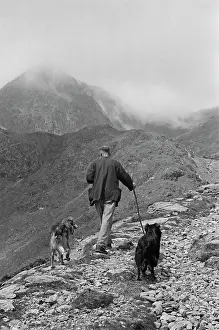 Sheep Shearing In Snowdonia