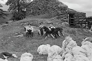 Sheep Shearing In Snowdonia