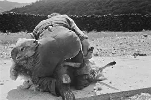 Huty31299 Prints: Sheep Shearing In Snowdonia