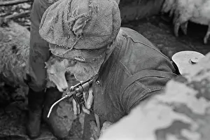 Huty31299 Prints: Sheep Shearing In Snowdonia